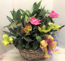 Dishgarden planter XXXL-dish-bsktc from Krupp Florist, your local Belleville flower shop