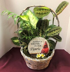 Dishgarden with cardinal plaque dish-cardplaque from Krupp Florist, your local Belleville flower shop