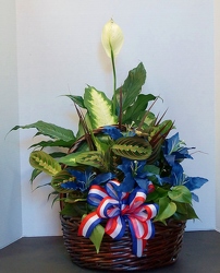 Dishgarden planter-XL dish15-5 from Krupp Florist, your local Belleville flower shop