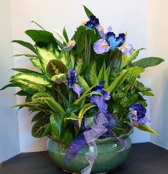 Dishgarden Planter - XXL Decorated from Krupp Florist, your local Belleville flower shop