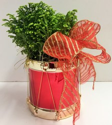 Frosty fern plant in a festive drum frost-fern1 from Krupp Florist, your local Belleville flower shop