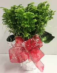 Frosty fern foil wrapped frosty-fern4 from Krupp Florist, your local Belleville flower shop