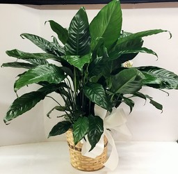 Medium Peace Lily Basket from Krupp Florist, your local Belleville flower shop
