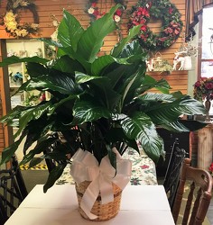 Large Peace Lily Basket from Krupp Florist, your local Belleville flower shop