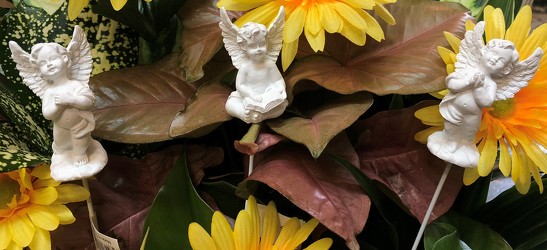 Angel picks picks-angels from Krupp Florist, your local Belleville flower shop