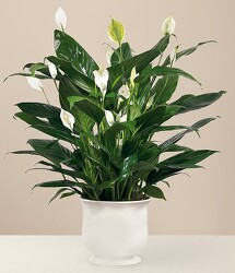 The FTD Comfort Planter from Krupp Florist, your local Belleville flower shop