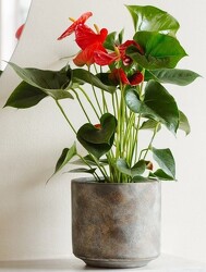 Anthurium plant-anth from Krupp Florist, your local Belleville flower shop