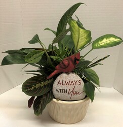 Dishgarden with cardinal plant-card2022-2 from Krupp Florist, your local Belleville flower shop