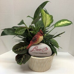 Dishgarden with cardinal plant-card2022-3 from Krupp Florist, your local Belleville flower shop