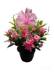 10" Dipladenia Hanging Basket  from Krupp Florist, your local Belleville flower shop