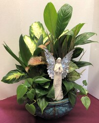 dishgarden with angel plant-dishangel12 from Krupp Florist, your local Belleville flower shop