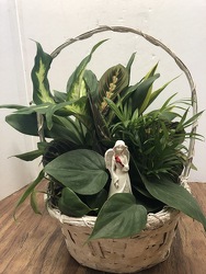 Dishgarden with angel plant-dishangel1 from Krupp Florist, your local Belleville flower shop