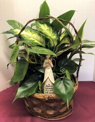 dishgarden with angel plant-dishangel4 from Krupp Florist, your local Belleville flower shop