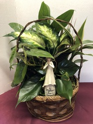 dishgarden with angel plant-dishangel5 from Krupp Florist, your local Belleville flower shop