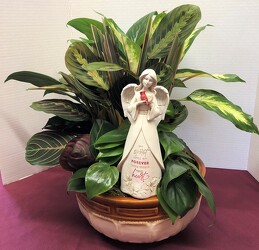 dishgarden with angel plant-dishangel9 from Krupp Florist, your local Belleville flower shop
