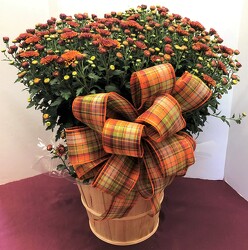 10" mum plant-mum2101 from Krupp Florist, your local Belleville flower shop