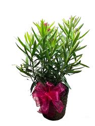 10" Oleander from Krupp Florist, your local Belleville flower shop