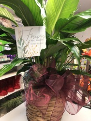Peace Lily with metal stake plant-pick01 from Krupp Florist, your local Belleville flower shop
