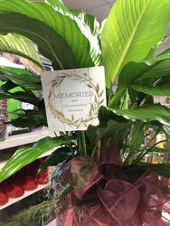 Peace Lily w/ Metal Stake  from Krupp Florist, your local Belleville flower shop