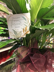 Peace Lily with metal stake plant-pick03 from Krupp Florist, your local Belleville flower shop
