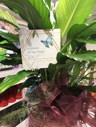 Peace Lily with metal stake plant-pick04 from Krupp Florist, your local Belleville flower shop