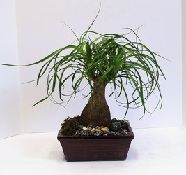 Ponytail palm bonsai tree-plants16-7 from Krupp Florist, your local Belleville flower shop
