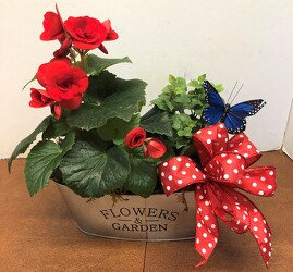 6" blooming plant plants21-3 from Krupp Florist, your local Belleville flower shop