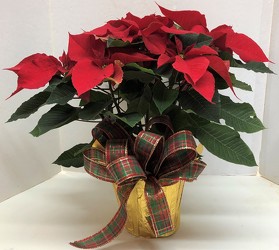 $10.00 Poinsettia *SALE* *SALE* *SALE* from Krupp Florist, your local Belleville flower shop