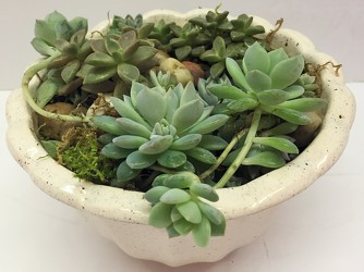 Succulent garden-small succulent-1803 from Krupp Florist, your local Belleville flower shop