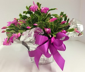Cactus 6" xmas-cactus1 from Krupp Florist, your local Belleville flower shop